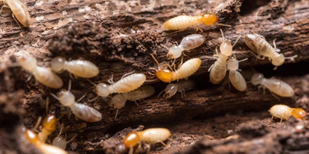Diagnostic termites